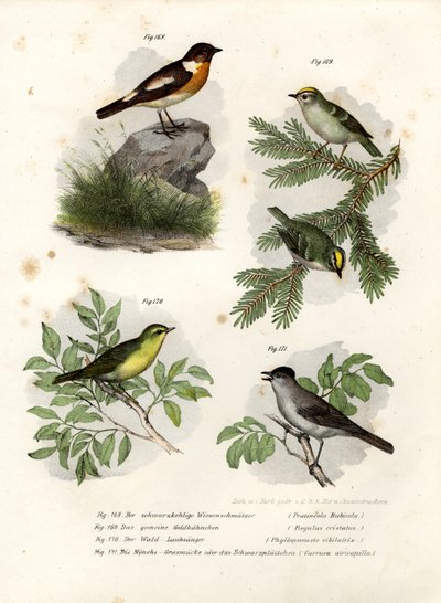 Stonechat, 1864 tekijältä German School