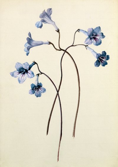 Streptocarpus, n. 1790 (wc paperilla) tekijältä German School