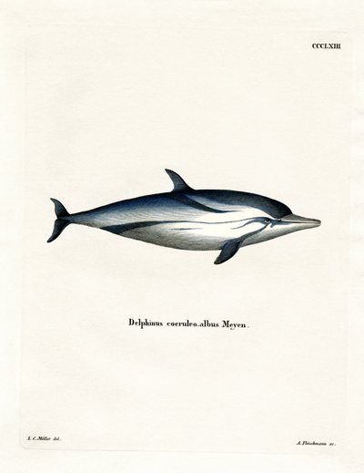 Raidallinen delfiini (värillinen kaiverrus) tekijältä German School