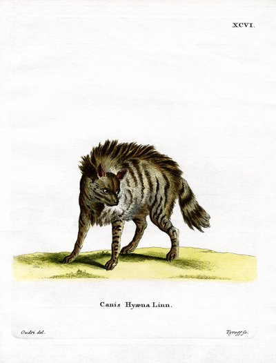 Raidallinen hyena (värillinen kaiverrus) tekijältä German School