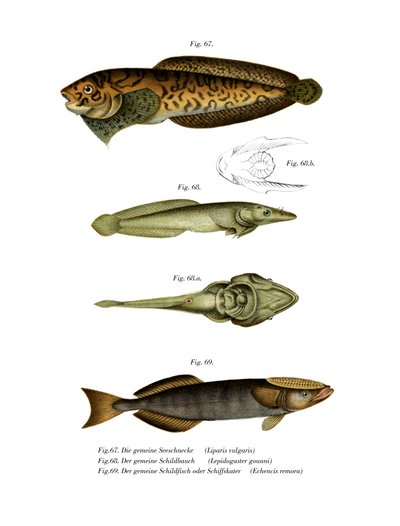 Raidallinen merietana (väri litho) tekijältä German School