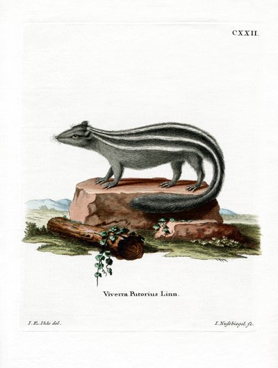 Striped Skunk (värillinen kaiverrus) tekijältä German School