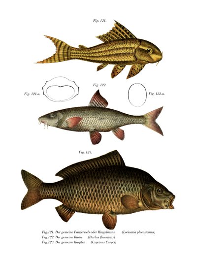 Suckermouth Catfish (väri litho) tekijältä German School