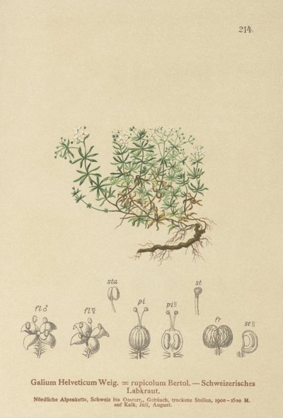 Sveitsin Bedstraw (Swiss Galium, Galium rupicolum, Galium megalospermum) tekijältä German School