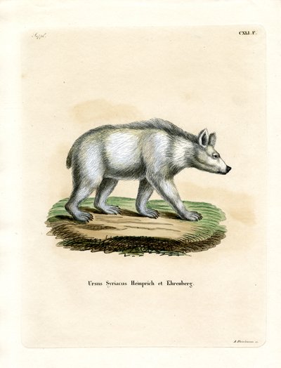 Syyrian Brown Bear (värillinen kaiverrus) tekijältä German School