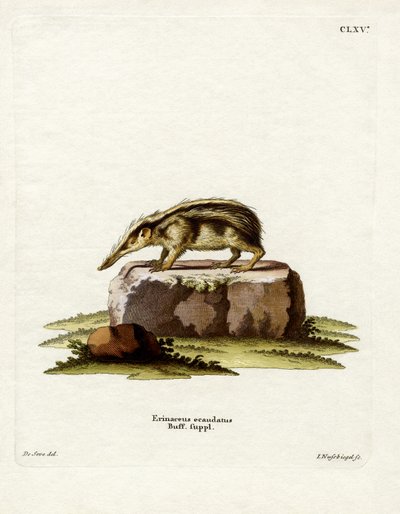 Tailleless Tenrec (värillinen kaiverrus) tekijältä German School