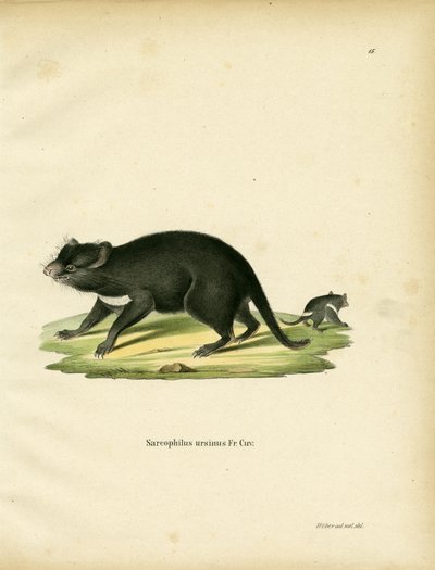 Tasmanian Devil (värillinen kaiverrus) tekijältä German School