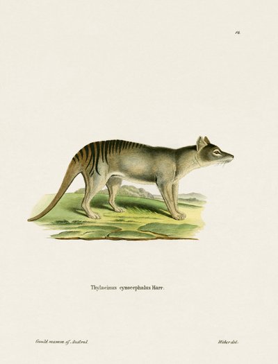Tasmanian Tiger (värillinen kaiverrus) tekijältä German School