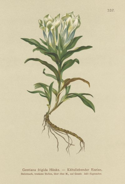 Tauern Gentian (Gentiana frigidum) tekijältä German School