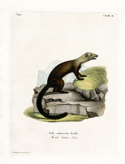Tayra (värillinen kaiverrus) tekijältä German School