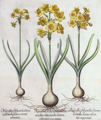 Tazetta Narcissi, Basil Beslerin (1561-1629) Hortus Eystettensisistä, pub. 1613 (käsinvärinen kaiverrus) tekijältä German School