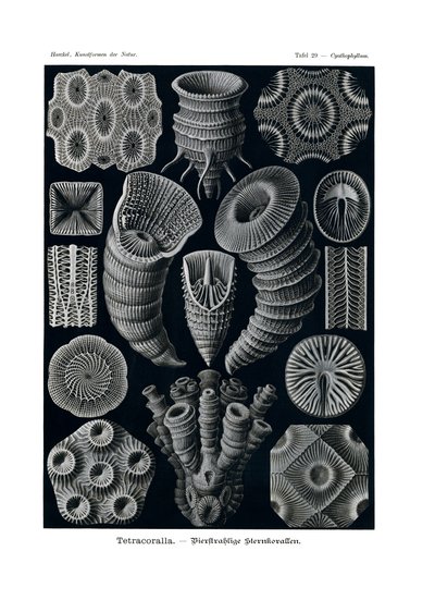 Tetracoralla, 1899-1904 tekijältä German School