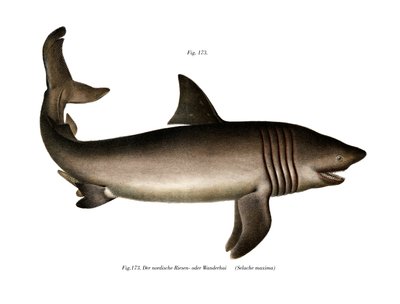 Basking Shark (väri litho) tekijältä German School