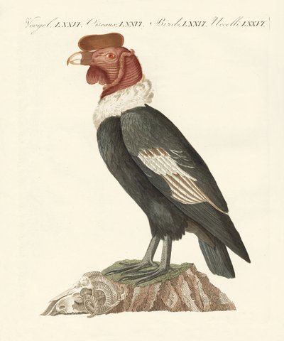 Condor (värillinen kaiverrus) tekijältä German School