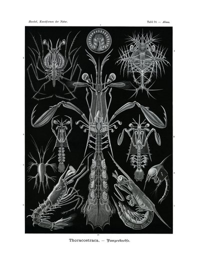 Thoracostraca, 1899-1904 tekijältä German School