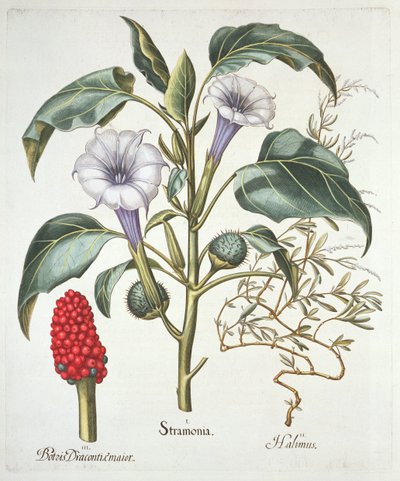 Thorn Apple, Basil Beslerin (1561-1629) Hortus Eystettensisistä, pub. 1613 (käsinvärinen kaiverrus) tekijältä German School