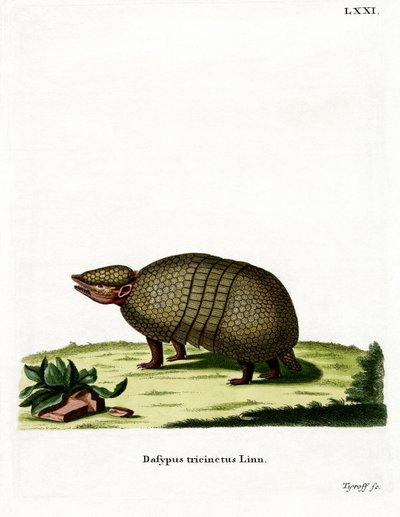 Kolminauhainen armadillo (värillinen kaiverrus) tekijältä German School