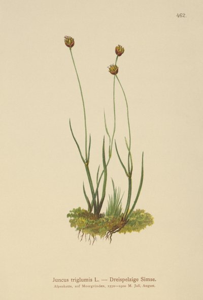 Kolmirunkoinen Rush (Juncus triglumis) tekijältä German School