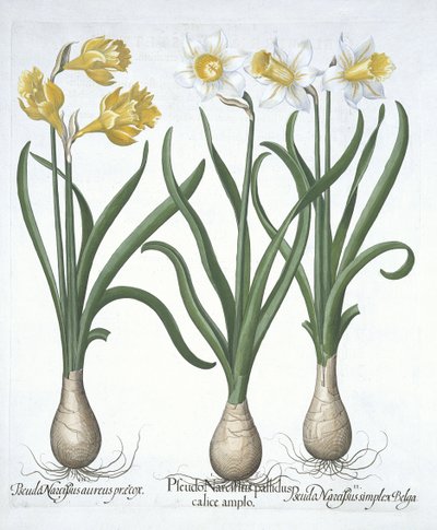 Kolme Pseudo-Narcissi, Hortus Eystettensis, Basil Besler (1561-1629) pub. 1613 (käsinvärinen kaiverrus) tekijältä German School
