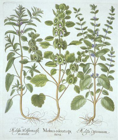 Kolme balsamityyppiä, Hortus Eystettensis, kirjoittanut Basil Besler (1561-1629), pub. 1613 (käsinvärinen kaiverrus) tekijältä German School
