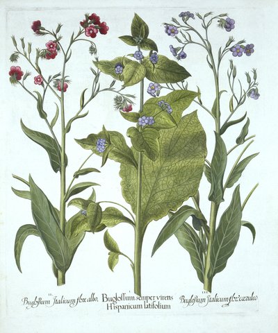 Kolme Bugloss-lajiketta, Hortus Eystettensis, Basil Besler (1561-1629), pub. 1613 (käsinvärinen kaiverrus) tekijältä German School