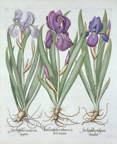 Kolme lajiketta juurakoita parrakkaita iiriksiä, Hortus Eystettensis, Basil Besler (1561-1629) pub. 1613 tekijältä German School