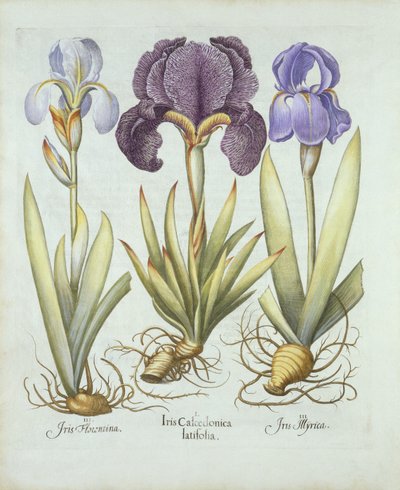 Kolme lajiketta juurakoisia parrattomia iiriksiä, Hortus Eystettensis, Basil Besler (1561-1629) pub. 1613 (käsinvärinen kaiverrus) tekijältä German School