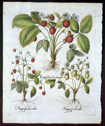 Kolme mansikkalajiketta, lautanen 116, Basil Beslerin (1561-1629) pubista Hortus Eystettensis vuonna 1613 (käsinvärinen kaiverrus) tekijältä German School