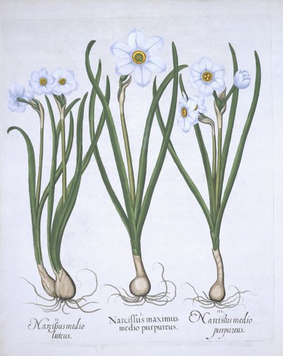 Kolme valkoista Narsissia, Hortus Eystettensis, Basil Besler (1561-1629) pub. 1613 (käsinvärinen kaiverrus) tekijältä German School
