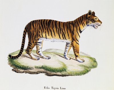 Tiikeri (Felis tigris), teoksesta Nisäkkäät luonnosta kuvattuina kuvauksin, Johann Christian Daniel von Schreber (1739-1810), kaiverrus IC Bock A Fleischmannin piirroksen jälkeen, nide 3, taulukko 98 A, Saksa. tekijältä German School