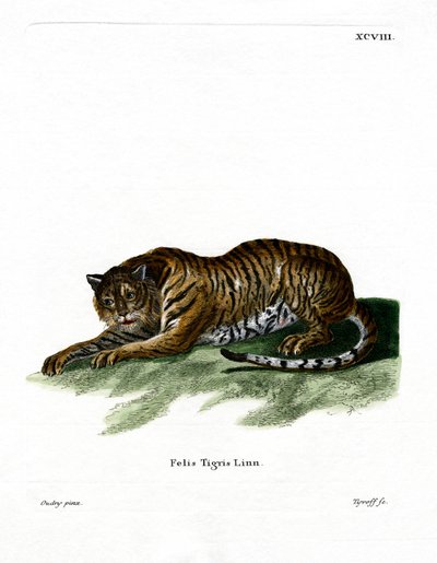 Tiger (värillinen kaiverrus) tekijältä German School