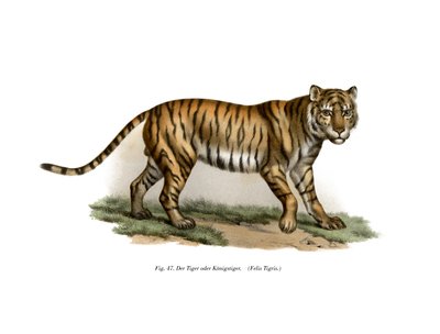 Tiikeri, 1860 tekijältä German School