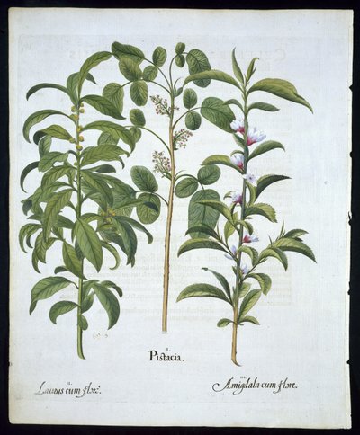 Otsikko: Pistaasipähkinä, laakerit (Laurus Nobilis) ja manteli, levy 6, Hortus Eystettensis, Basil Besler (1561 - 1629) pub 1613 (käsinvärinen kaiverrus) tekijältä German School