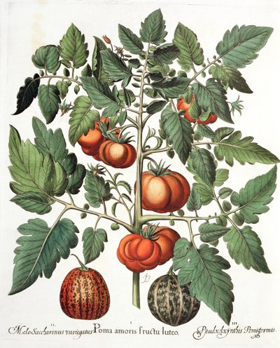 Tomaatit ja melonit: 1. Omenat rakkauden keltainen hedelmä; 2. Melo Saccharinus variegatus; 3. Pseudocolocynthis Pomiformis, Basil Beslerin (1561-1629) Hortus Eystettensisistä, pub. 1613 tekijältä German School