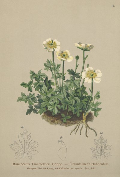 Traunfellners Crowfoot (Ranunculus Traunfellneri) tekijältä German School