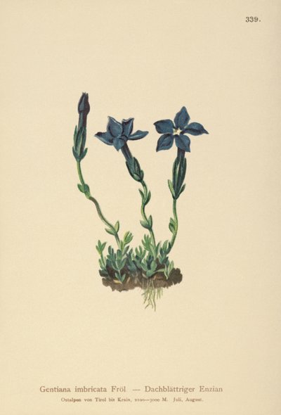 Triglav Gentian (Gentiana terglouensis, Gentiana imbricata) tekijältä German School