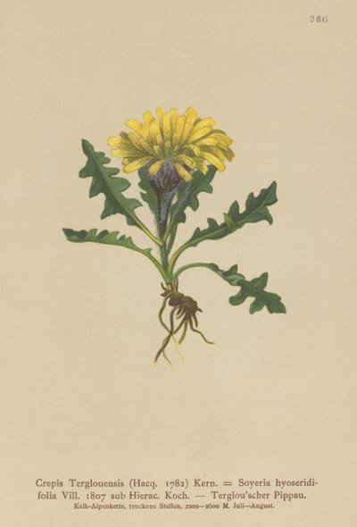 Triglav Hawksbeard (Crepis Terglouensis, Soyeria hyoseridifolia sub Hierac.) tekijältä German School