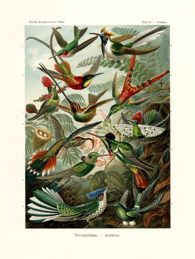 Trochilidae, 1899-1904 tekijältä German School