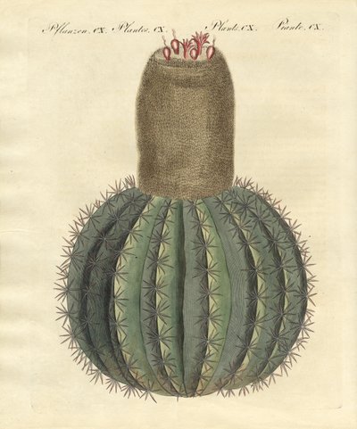 Turks-cactus tekijältä German School