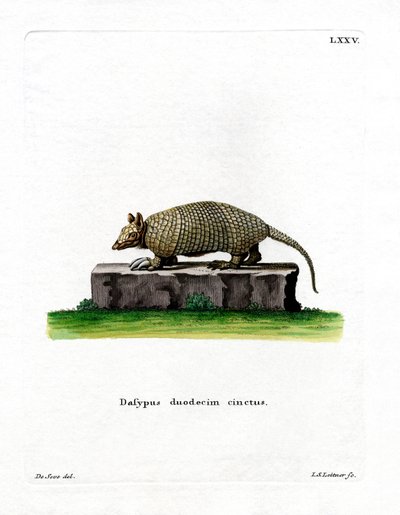 12-kaistainen Armadillo (värillinen kaiverrus) tekijältä German School