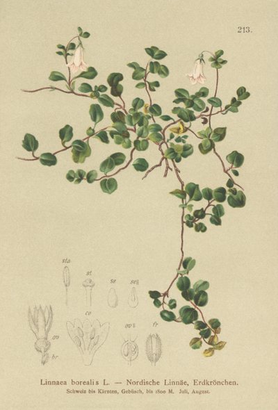 Kaksoskukka (Linnaea borealis) tekijältä German School