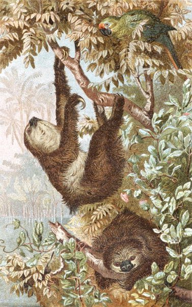 Kaksivarpainen laiskiainen, levy teoksesta "Brehms Tierleben: Allgemeine Kunde des Tierreichs", vol.2, s.646, julkaisija Bibliographisches Institut. tekijältä German School