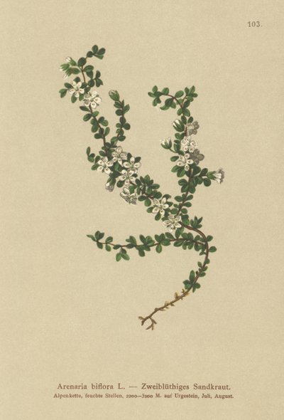 Kaksikukkainen hiekkajuuri (Arenaria biflora) tekijältä German School