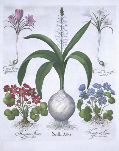Kaksi krookusta, kaksi Hepaticaa ja Scilla, Hortus Eystettensis, Basil Besler (1561-1629) pub. 1613 (käsinvärinen kaiverrus) tekijältä German School