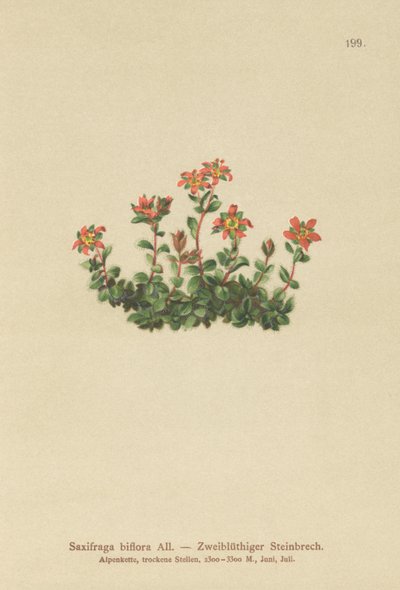 Kaksikukkainen saksifrage (Saxifraga biflora) tekijältä German School