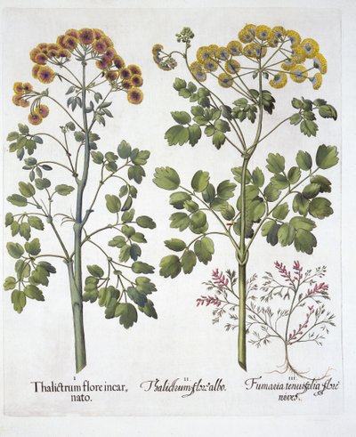 Two Kindd of Meadow Rue ja Fumewort, Hortus Eystettensis, kirjoittanut Basil Besler (1561-1629), pub. 1613 (käsinvärinen kaiverrus) tekijältä German School