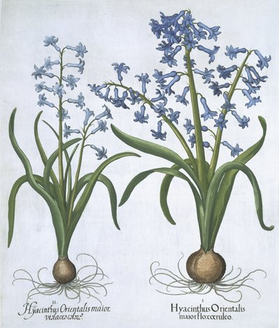 Kaksi sinistä hyasintia, Hortus Eystettensis, Basil Besler (1561-1629) pub. 1613 (käsinvärinen kaiverrus) tekijältä German School