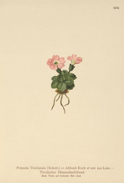 Tirolin esikko (Primula tyrolensis, Primula Tirolensis, Primula Allionii) tekijältä German School