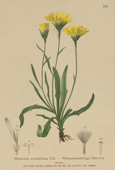 Sateenvarjomaito (Hieracium staticefolium, Hieracium staticifolium, Tolpis staticifolia, Chlorocrepis staticifolium, Chlorocrepis staticifolia) tekijältä German School