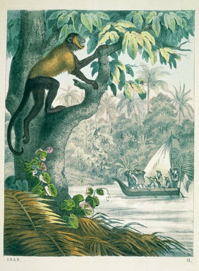 Amazonin yläjuoksu, The Book of the World, julkaistu 1858 tekijältä German School